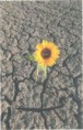 /album/portada-novela-foc-cruzado/portada-las-mismas-huellas-la-misma-flor-copia-docx-jpg/